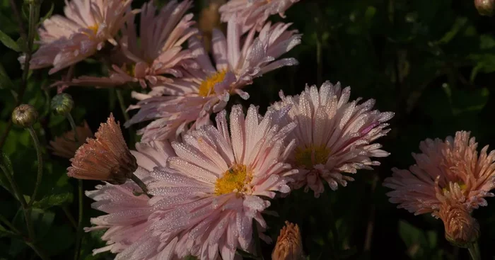Winteraster ‚Apricot‘