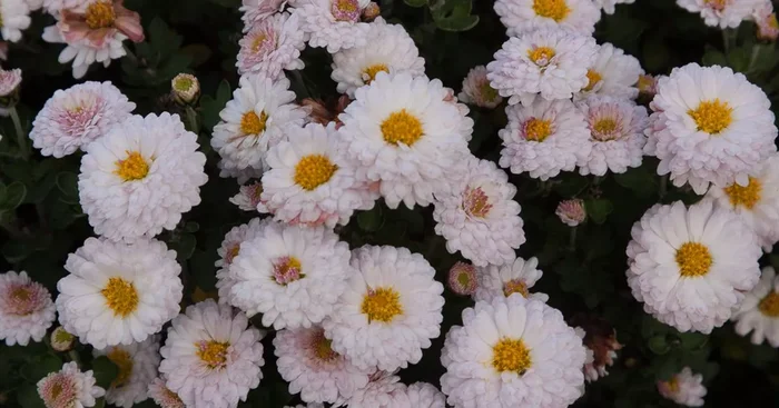Winteraster ‚Julia‘