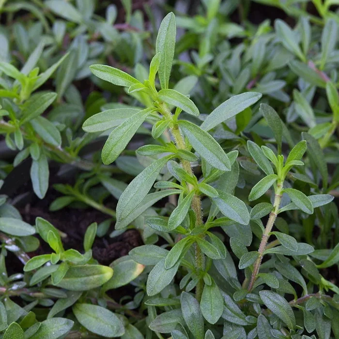 Winterbohnenkraut, Kölle Bio, 12cm Topf, frisch aus unserer Bio-Gärtnerei