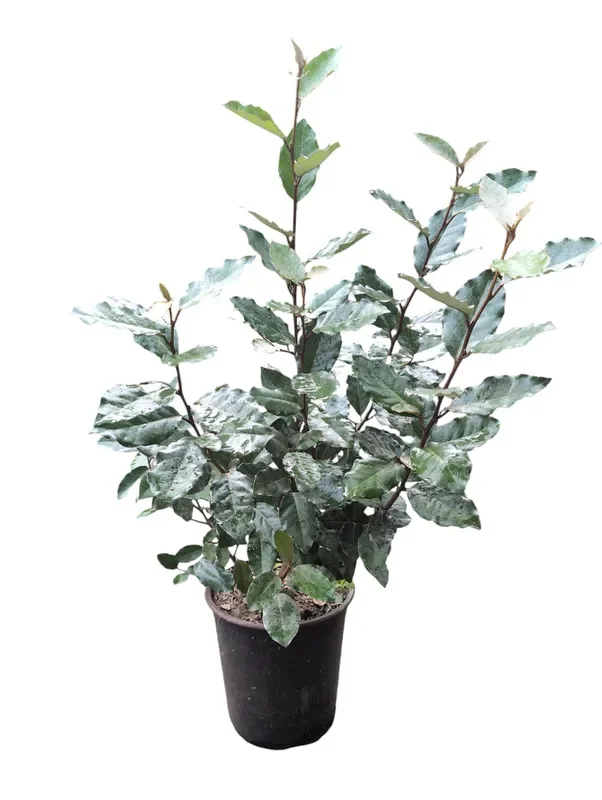 Winterharte Ölweide Elaeagnus ebbingei ‚Compacta‘