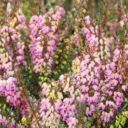 Winterheide lila-rosa (Erica darleyensis ‚Rubina‘)
