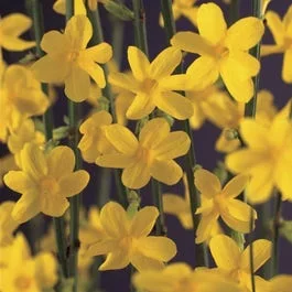 Winterjasmin (Jasminum nudiflorum)