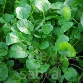Winterkresse – Barbarakraut