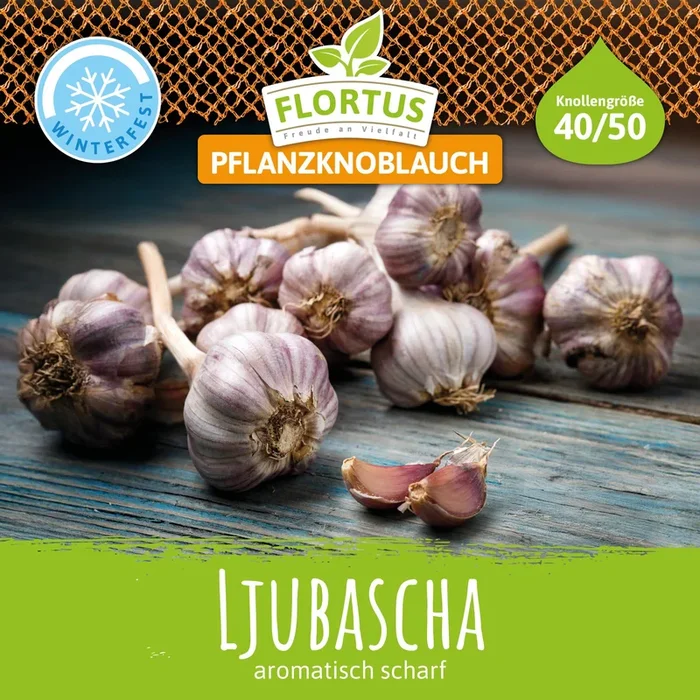 Winterpflanzknoblauch Ljubascha