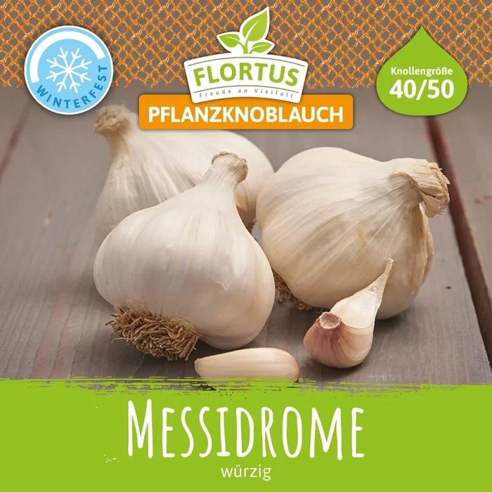 Winterpflanzknoblauch Messidrome