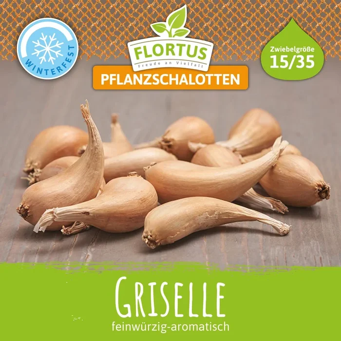 Winterpflanzschalotte Griselle