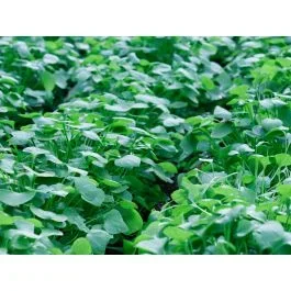 Winterpostelein – BIO-Saatgut von Winterpostelein
