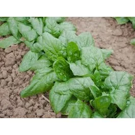 Winterriesen/Verdil – BIO-Saatgut von Spinat