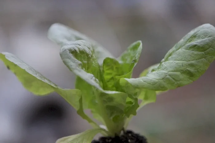 Wintersalat Kopfsalat ‚Baquieu‘ (Bio-Saatgut), Lactuca sativa