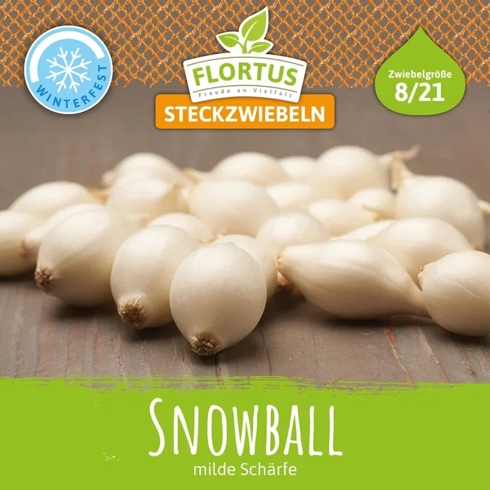 Wintersteckzwiebel Snowball