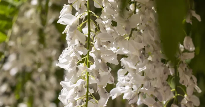 Wisteria sinensis ‚Alba‘