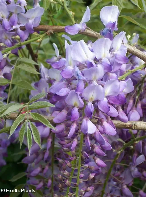 Wisteria sinensis