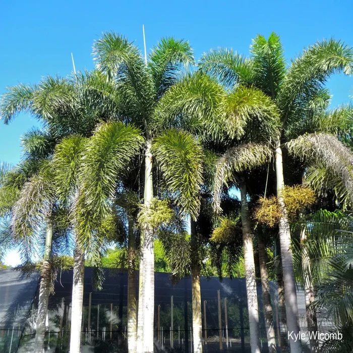 Wodyetia Bifurcata „Foxtail Palm“ ثعلب النخيل