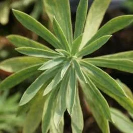 Wolfsmilch (Euphorbia characias ‚Humpty Dumpty‘)