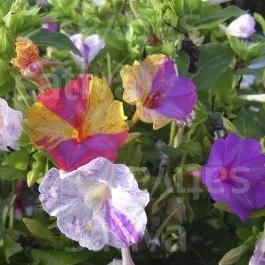 Wunderblume – Mirabilis jalapa