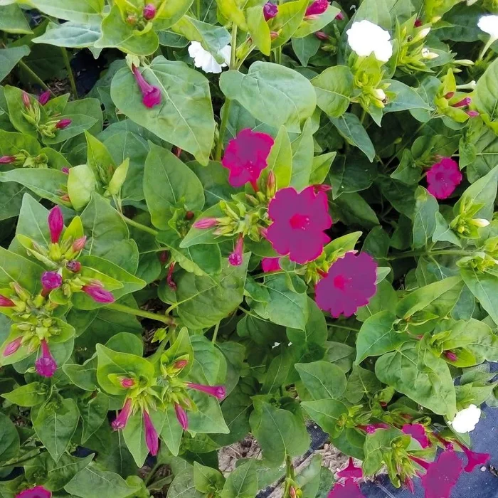 Wunder­blume Belle de nuit