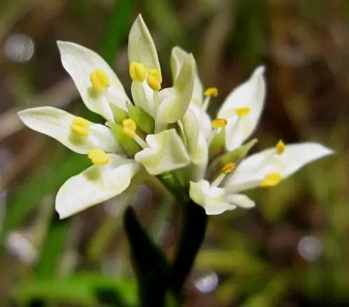 Wurmbea kraussii