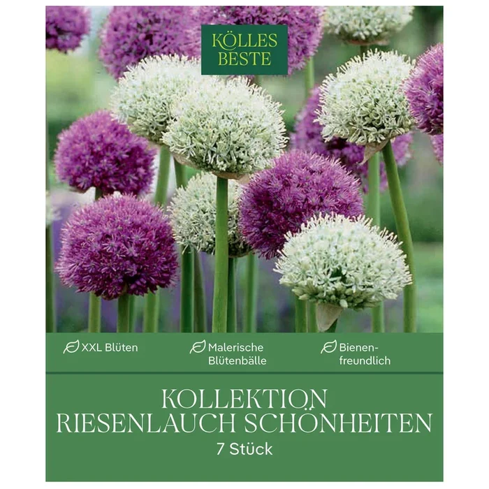 XXL Allium Mischung ‚Riesenlauch Schönheiten‘, weiß, lila, 7 Blumenzwiebeln