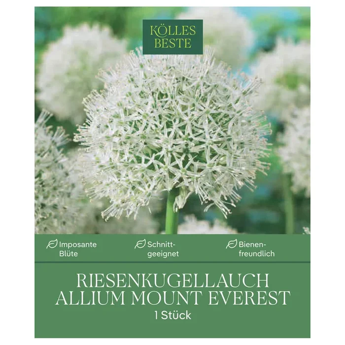 XXL Allium Mount Everest (Riesenkugellauch) weiß, 1 Blumenzwiebel