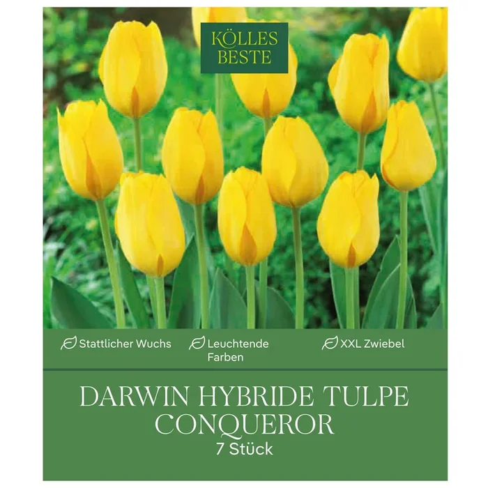 XXL Darwin Hybride-Tulpen ‚Conqueror‘, Gelb, 7 Blumenzwiebeln, Größe 14/+