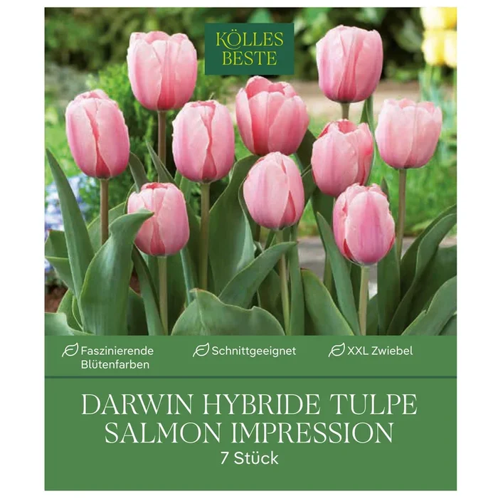 XXL Darwin Hybride Tulpen Salmon Impression rosa, 7 Blumenzwiebeln