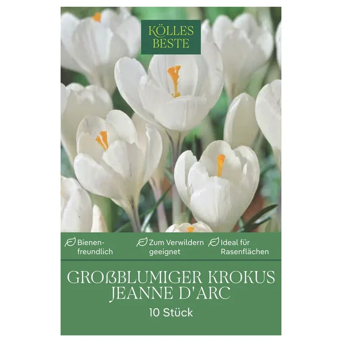 XXL Großblumige Krokusse Jeanne d‘ Arc weiß, 10 Blumenzwiebeln