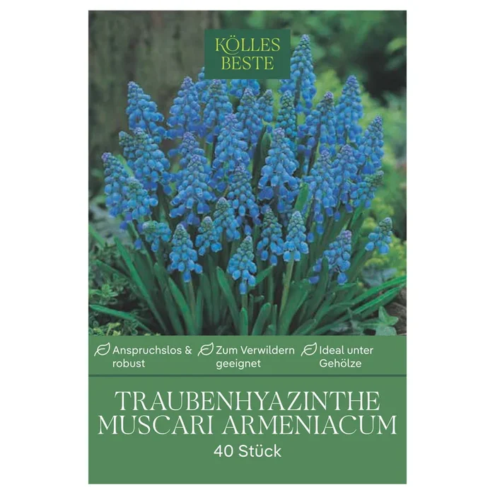 XXL Muscari Armeniacum (Traubenhyazinthe) dunkelblau, 40 Blumenzwiebeln