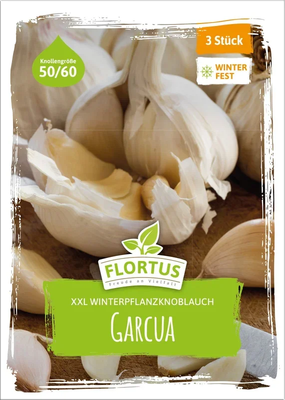 XXL Winterpflanzknoblauch Garcua