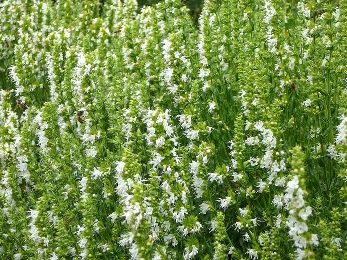 Ysop, weiß, Hyssopus officinalis var. alba
