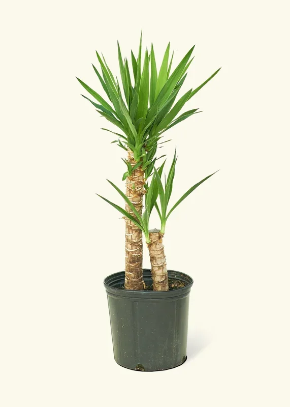 Yucca Cane, XL