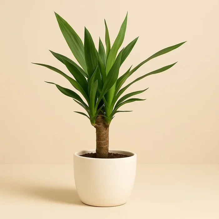 Yucca Elephantipes – 60cm