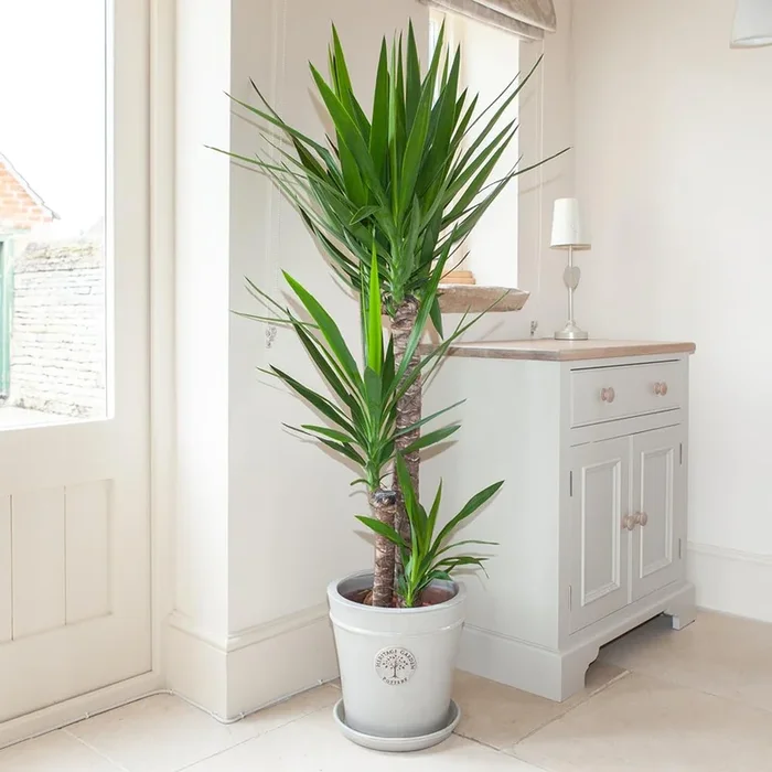 Yucca Elephantipes „Spineless Yucca, Giant Yucca“ 80 to 100 cm