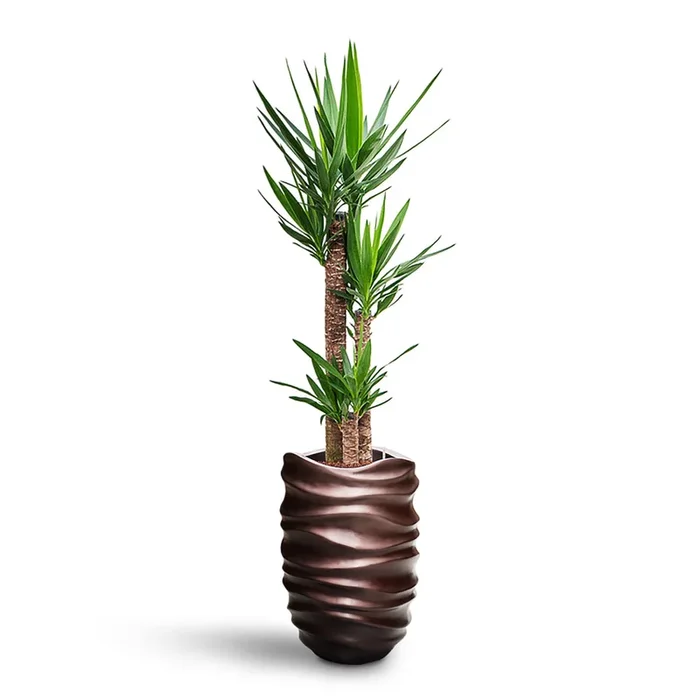 Yucca elephantipes HydroCare in Gradient Lee Partner – Matt Coffee