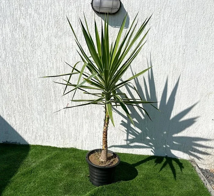 Yucca elephantipes variegata or Variegated Spineless Yucca 70-90cm