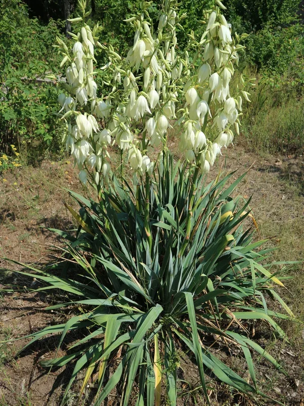 Yucca filamentosa – Fädige Palmlilie
