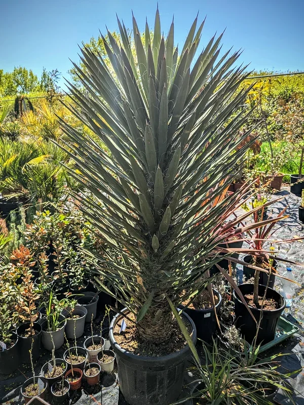Yucca Filifera – Fadentragenden Palmlilie aus Freilandzucht