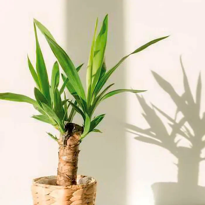 Yucca Palme Yucca elephantipes – Bestellnummer 6630194