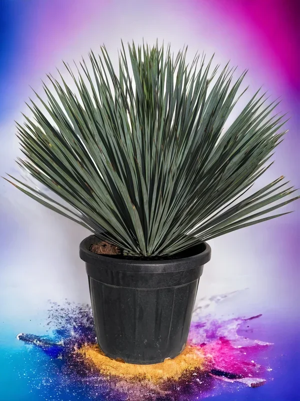 Yucca rostrata – Blaublättrige Palmlilie aus Freilandzucht