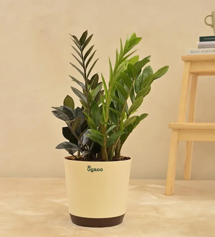 Zamia Green and Zamia Black Plant Bouquet