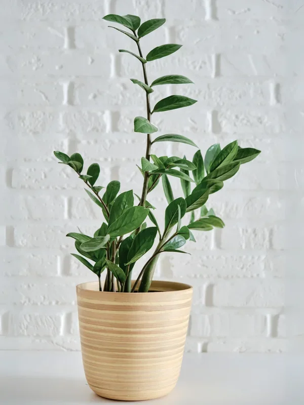 Zamioculcas zamiifolia – Glücksfeder, Smaragdpalme