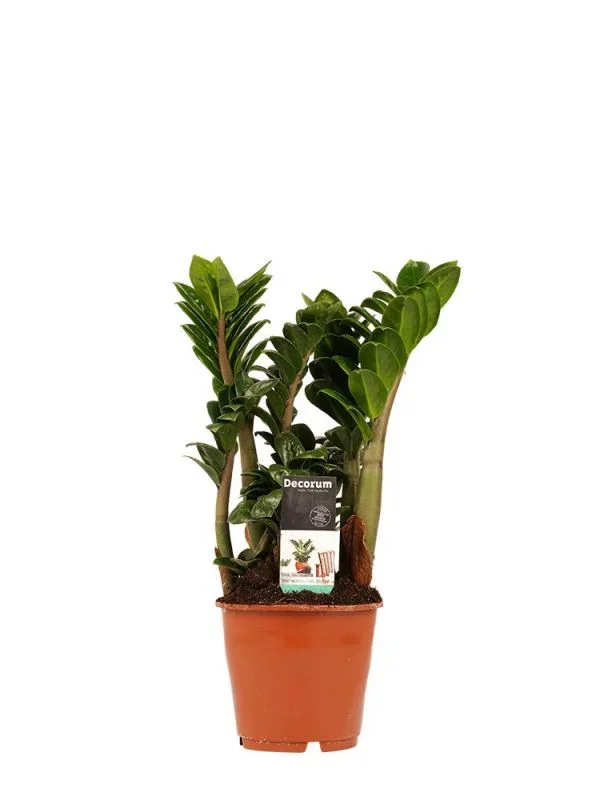 Zamioculcas Zamiifolia Zenzi