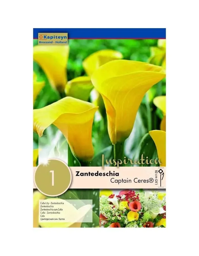 Zantedeschia Captain Tusker Bulb
