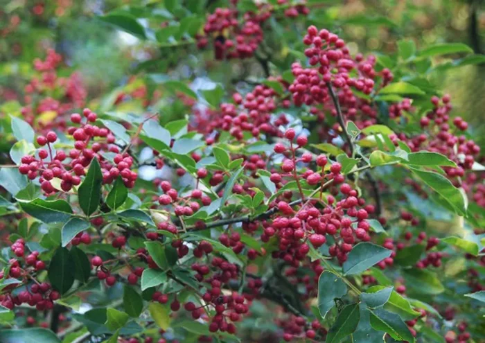 Zanthoxylum simulans (Szechuanpfeffer)