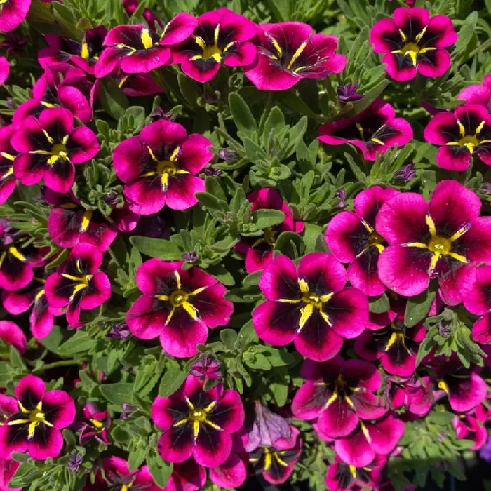 Zauberglöckchen ‚Good Night Kiss‘ pink, Ampeltopf-Ø 27 cm