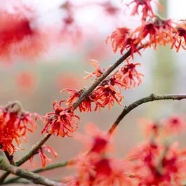 Zaubernuss (Hamamelis intermedia ‚Diane‘)
