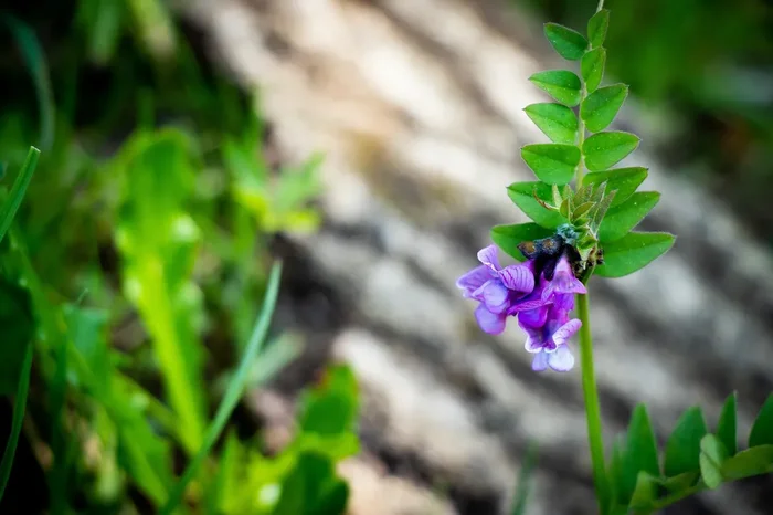 Zaunwicke (Vicia sepium) „Bio“