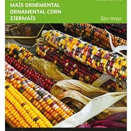 Zea Mays, Ziermais Little Jewels gemischt