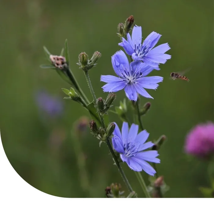 Zichorie ‘Choice’ – Cichorium | MRS Seeds
