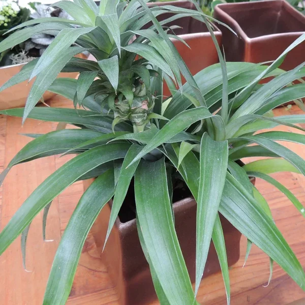 Zierananas