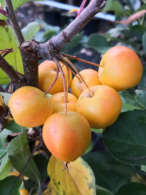 Zierapfel ‚Golden Hornet‘